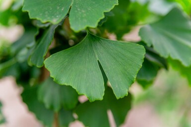 Ginkgo Ginkgo biloba strauch Ginkgo biloba Strauch