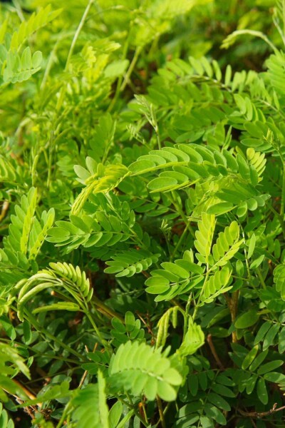 Gleditschie Gleditsia triacanthos 'Elegantissima' strauch Gleditsia triacanthos 'Elegantissima' Strauch