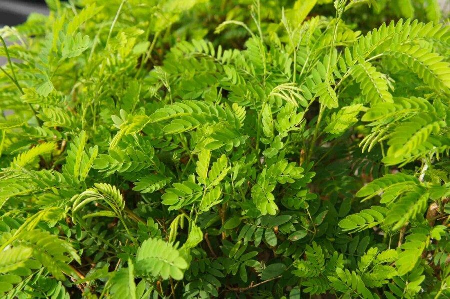 Gleditschie Gleditsia triacanthos 'Elegantissima' strauch Gleditsia triacanthos 'Elegantissima' Strauch