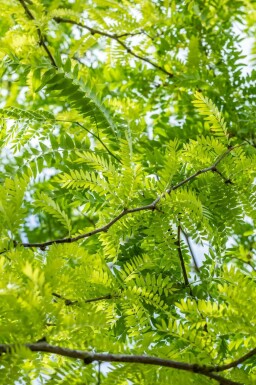 Honigdorn Gleditsia triacanthos 'Sunburst' strauch Gleditsia triacanthos 'Sunburst' Strauch