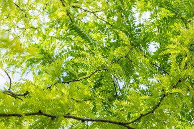 Honigdorn Gleditsia triacanthos 'Sunburst' strauch Gleditsia triacanthos 'Sunburst' Strauch