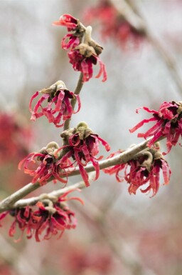 Chinesische Zaubernuss Hamamelis mollis strauch Hamamelis mollis Strauch