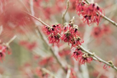 Chinesische Zaubernuss Hamamelis mollis strauch Hamamelis mollis Strauch