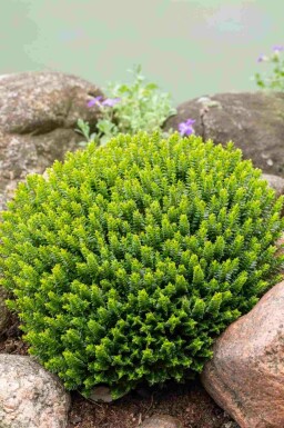 Hebe Hebe buxifolia strauch Hebe buxifolia Strauch