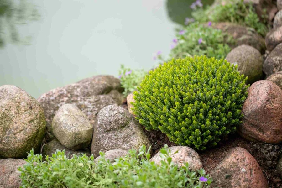 Hebe Hebe buxifolia strauch Hebe buxifolia Strauch