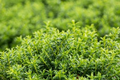 Hebe Hebe buxifolia strauch Hebe buxifolia Strauch