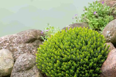 Hebe Hebe buxifolia strauch Hebe buxifolia Strauch