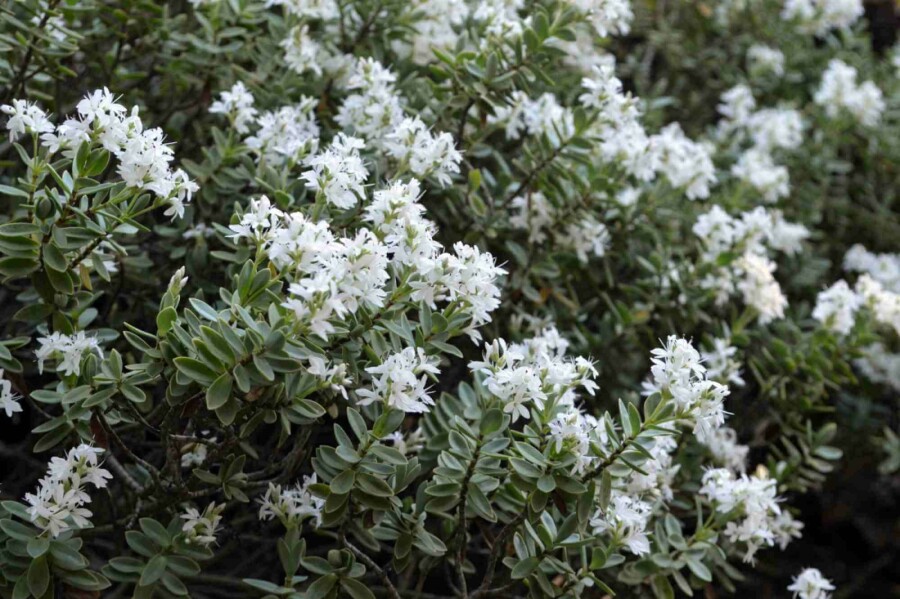 Hebe Hebe pinguifolia strauch Hebe pinguifolia Strauch