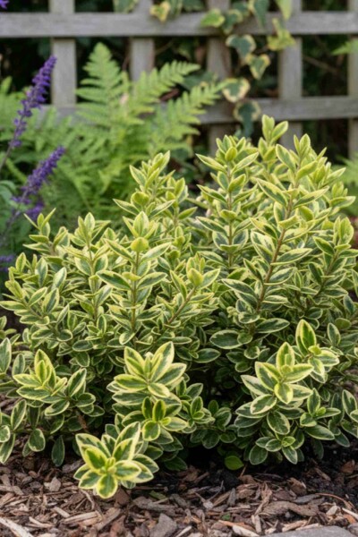 Strauchveronika Hebe 'Pinocchio' strauch Hebe 'Pinocchio' Strauch