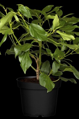 Kolchischer efeu Hedera colchica 'Arborescens' strauch Hedera colchica 'Arborescens' Strauch