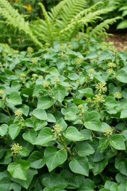 Efeu Hedera helix 'Arbori Compact' strauch Hedera helix 'Arbori Compact' Strauch