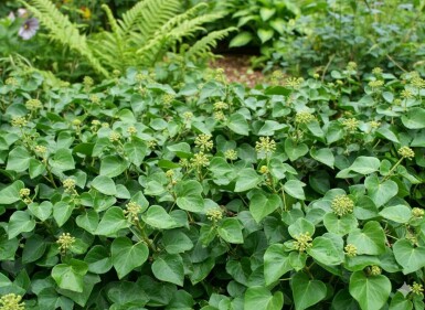 Efeu Hedera helix 'Arbori Compact' strauch Hedera helix 'Arbori Compact' Strauch