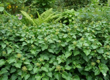 Hedera helix 'Arbori Compact' Strauch