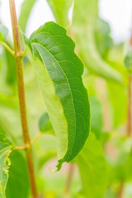 Chinesischer blütenstrauch Heptacodium miconioides strauch Heptacodium miconioides Strauch