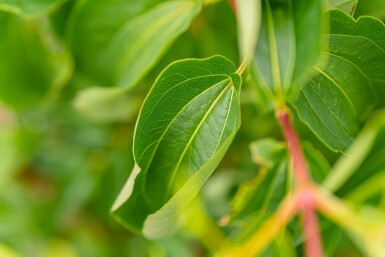 Chinesischer blütenstrauch Heptacodium miconioides strauch Heptacodium miconioides Strauch