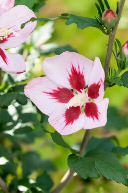 Eibisch Hibiscus syriacus 'Hamabo' strauch Hibiscus syriacus 'Hamabo' Strauch