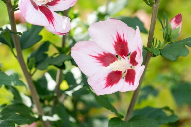 Eibisch Hibiscus syriacus 'Hamabo' strauch Hibiscus syriacus 'Hamabo' Strauch