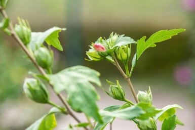 Eibisch Hibiscus syriacus 'Hamabo' strauch 40-60 C5 Hibiscus syriacus 'Hamabo' Strauch 40-60 cm
