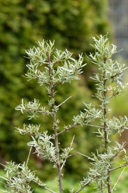 Sanddorn Hippophae rhamnoides strauch Hippophae rhamnoides Strauch