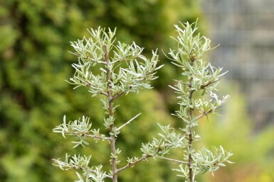 Sanddorn Hippophae rhamnoides strauch Hippophae rhamnoides Strauch