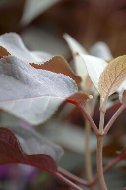 Raue hortensie Hydrangea aspera 'Hot Chocolate' strauch Hydrangea aspera 'Hot Chocolate' Strauch