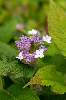 Hortensie Hydrangea involucrata strauch Hydrangea involucrata Strauch