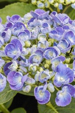 Bauernhortensie Hydrangea macrophylla 'Ayesha' strauch Hydrangea macrophylla 'Ayesha' Strauch