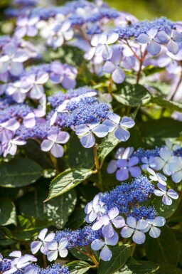 Bauernhortensie Hydrangea macrophylla 'Bodensee' strauch Hydrangea macrophylla 'Bodensee' Strauch