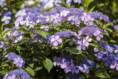 Bauernhortensie Hydrangea macrophylla 'Bodensee' strauch Hydrangea macrophylla 'Bodensee' Strauch