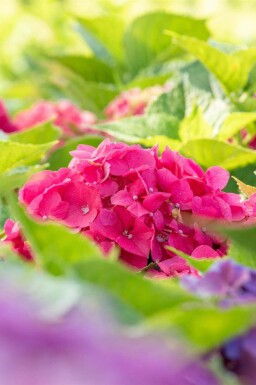 Bauernhortensie Hydrangea macrophylla 'Bouquet Rose' strauch Hydrangea macrophylla 'Bouquet Rose' Strauch