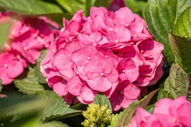 Bauernhortensie Hydrangea macrophylla 'Bouquet Rose' strauch Hydrangea macrophylla 'Bouquet Rose' Strauch