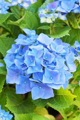 Bauernhortensie Hydrangea macrophylla 'Nikko Blue' strauch Hydrangea macrophylla 'Nikko Blue' Strauch