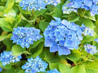 Bauernhortensie Hydrangea macrophylla 'Nikko Blue' strauch Hydrangea macrophylla 'Nikko Blue' Strauch