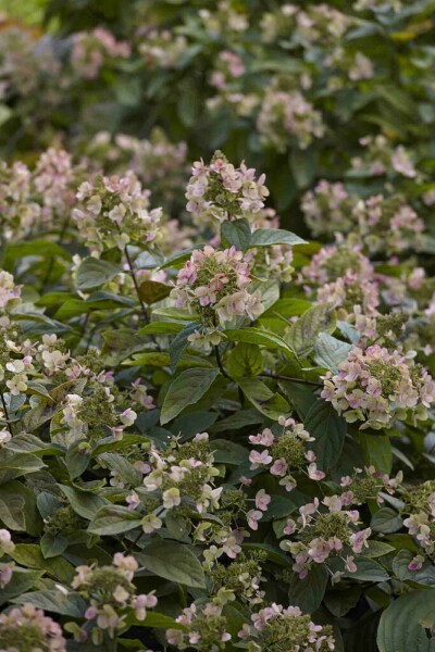 Rispenhortensie Hydrangea paniculata 'Dart's Little Dot' strauch Hydrangea paniculata 'Dart's Little Dot' Strauch