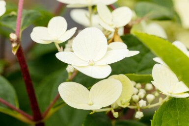 Rispenhortensie Hydrangea paniculata 'Early Sensation' strauch 30-40 C3 Hydrangea paniculata 'Early Sensation' Strauch 30-40 cm