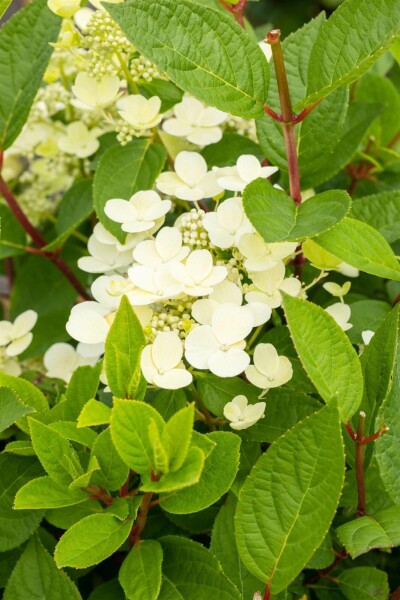 Rispenhortensie Hydrangea paniculata 'Early Sensation' strauch 30-40 C3 Hydrangea paniculata 'Early Sensation' Strauch 30-40 cm