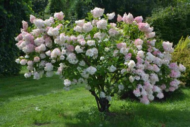 Rispenhortensie Hydrangea paniculata 'Grandiflora' strauch Hydrangea paniculata 'Grandiflora' Strauch