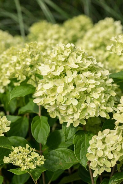Rispenhortensie Hydrangea paniculata 'Little Lime' strauch 30-40 C3 Hydrangea paniculata 'Little Lime' Strauch 30-40 cm