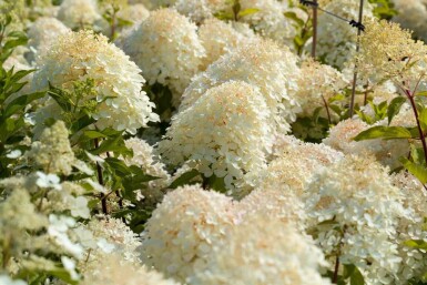 Rispenhortensie Hydrangea paniculata 'Phantom' strauch Hydrangea paniculata 'Phantom' Strauch