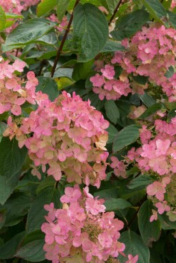 Gartenhortensie Hydrangea paniculata 'Pink Diamond' strauch Hydrangea paniculata 'Pink Diamond' Strauch