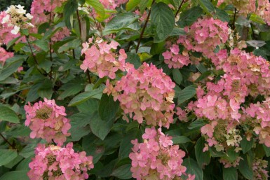 Gartenhortensie Hydrangea paniculata 'Pink Diamond' strauch Hydrangea paniculata 'Pink Diamond' Strauch