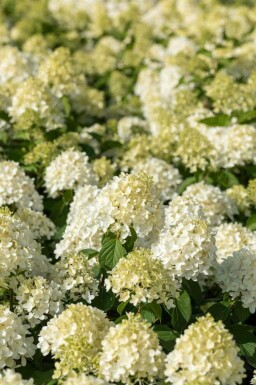 Rispenhortensie Hydrangea paniculata 'Skyfall' strauch Hydrangea paniculata 'Skyfall' Strauch