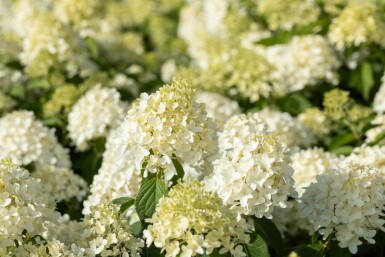 Rispenhortensie Hydrangea paniculata 'Skyfall' strauch Hydrangea paniculata 'Skyfall' Strauch