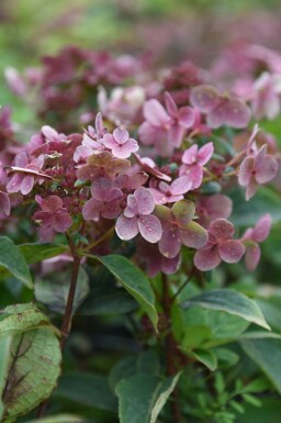 Rispenhortensie Hydrangea paniculata 'Switch Ophelia' strauch Hydrangea paniculata 'Switch Ophelia' Strauch