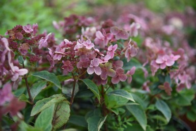 Rispenhortensie Hydrangea paniculata 'Switch Ophelia' strauch Hydrangea paniculata 'Switch Ophelia' Strauch
