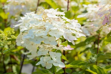 Rispenhortensie Hydrangea paniculata 'Unique' strauch Hydrangea paniculata 'Unique' Strauch