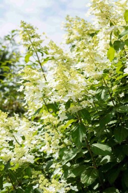 Rispenhortensie Hydrangea paniculata 'Vanille Fraise' strauch Hydrangea paniculata 'Vanille Fraise' Strauch