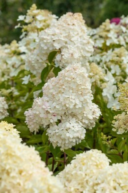 Rispenhortensie Hydrangea paniculata 'Vanille Fraise' strauch Hydrangea paniculata 'Vanille Fraise' Strauch