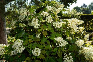 Eichenblatthortensie Hydrangea quercifolia strauch Hydrangea quercifolia Strauch