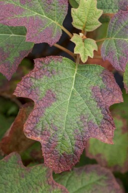 Eichenhortensie Hydrangea quercifolia 'Burgundy' strauch Hydrangea quercifolia 'Burgundy' Strauch